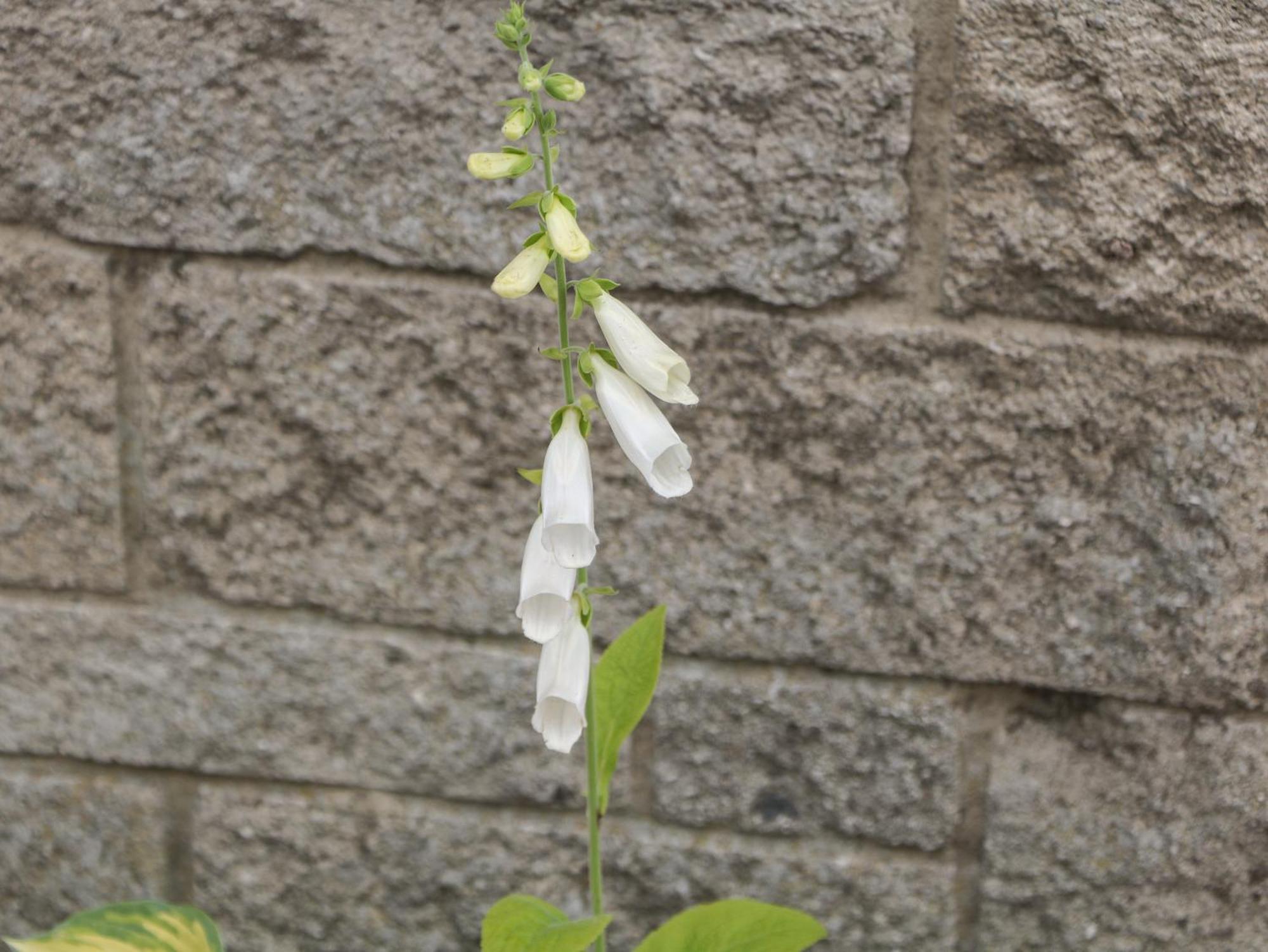 קאסלטון Foxgloves מראה חיצוני תמונה